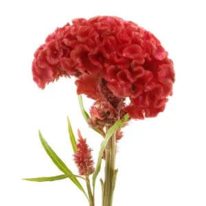 Celosia Orange