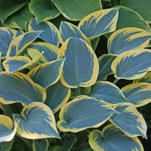 First Frost Hosta