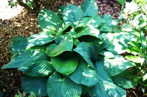 Fried Green Tomatoes Hosta