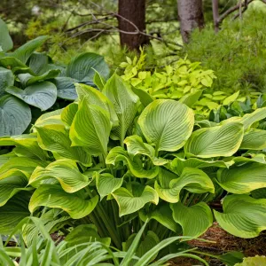 Lone Star PP35324 Hosta