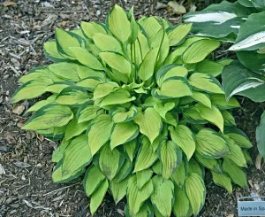 Made in Spades Hosta