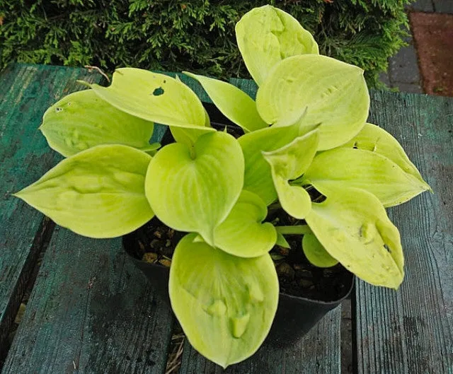 New Gold Dream Hosta