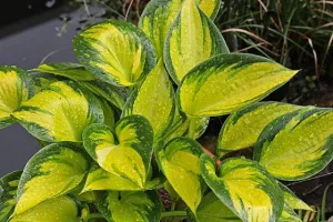 Orange Star Hosta