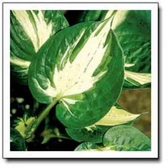 Pathfinder Hosta