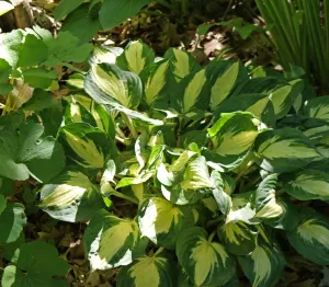 Pathfinder Hosta