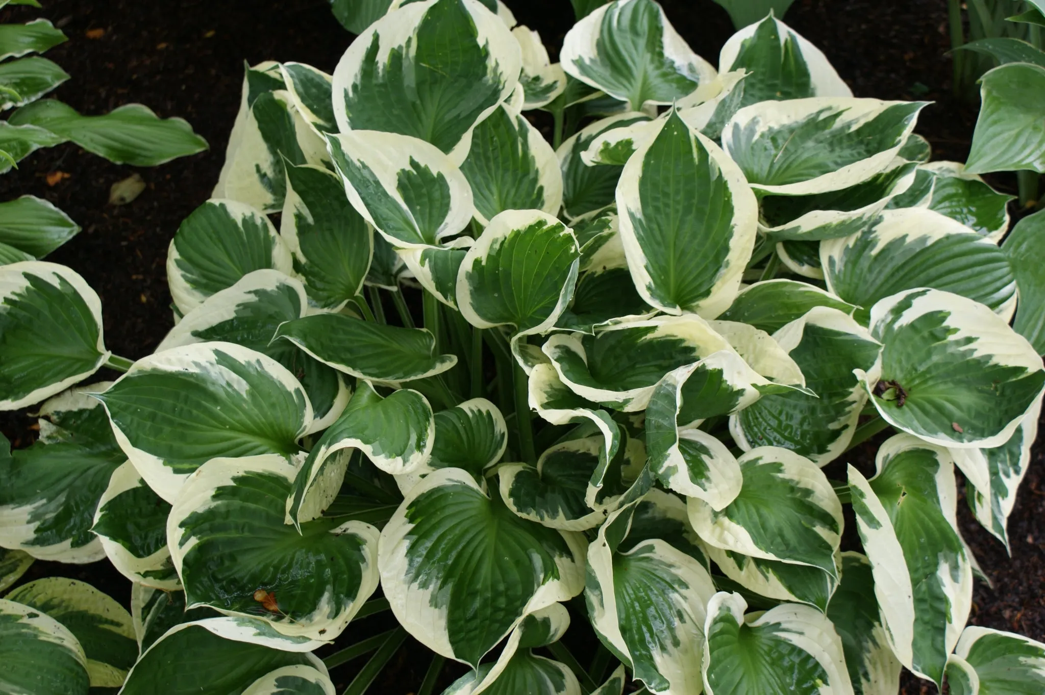 Patriot Hosta