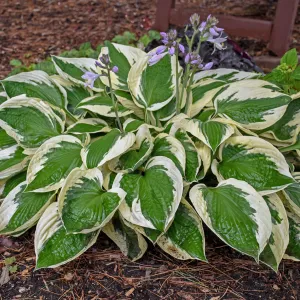 Patriot Hosta