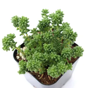 Sedum borschii (sport)