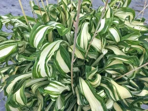 Twisted Spearmint Hosta