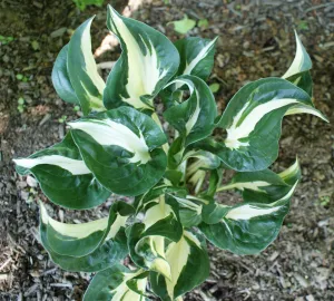 Whirlwind Flame Hosta